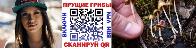Галлюциногенные грибы Psilocybe  Голицыно 